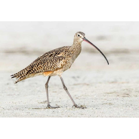 Long Billed Curlew White Modern Wood Framed Art Print by Lake, Shelley