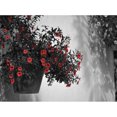 Garden Areas Border I White Modern Wood Framed Art Print by Peck, Gail