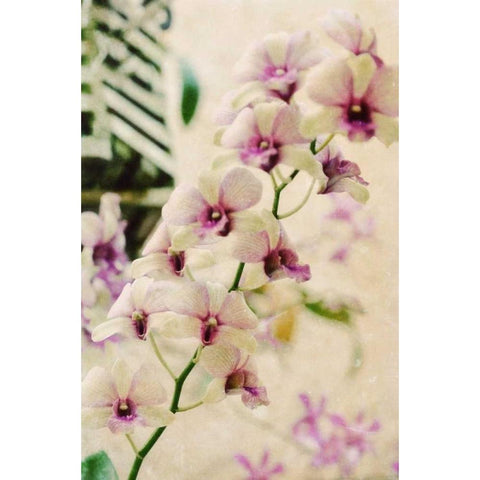 Filter Flowers I Black Modern Wood Framed Art Print with Double Matting by Peck, Gail