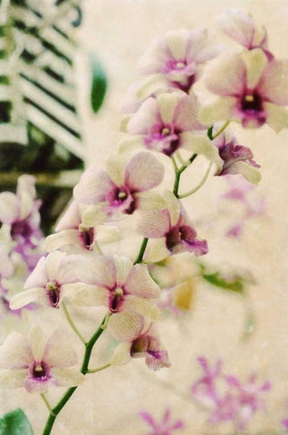 Filter Flowers I White Modern Wood Framed Art Print with Double Matting by Peck, Gail