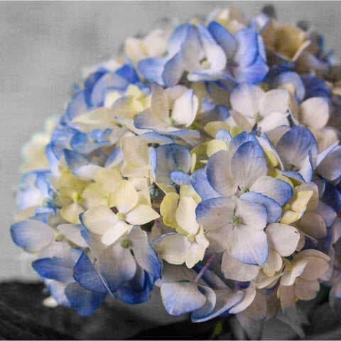 Hydrangeas I Black Modern Wood Framed Art Print by Bryant, Susan