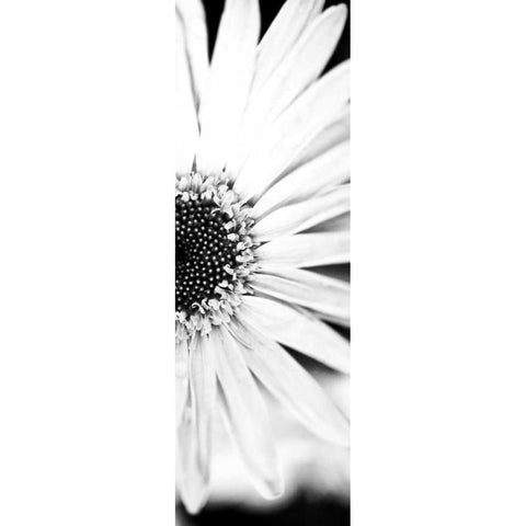 White Bloom I White Modern Wood Framed Art Print by Bryant, Susan