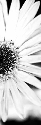 White Bloom I Black Ornate Wood Framed Art Print with Double Matting by Bryant, Susan