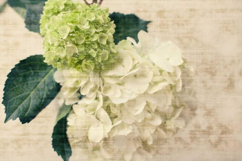 Hydrangeas I White Modern Wood Framed Art Print with Double Matting by Bryant, Susan