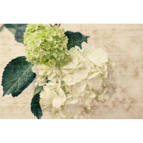Hydrangeas I Black Modern Wood Framed Art Print by Bryant, Susan