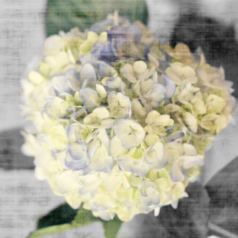 White Hydrangeas II Black Modern Wood Framed Art Print by Bryant, Susan
