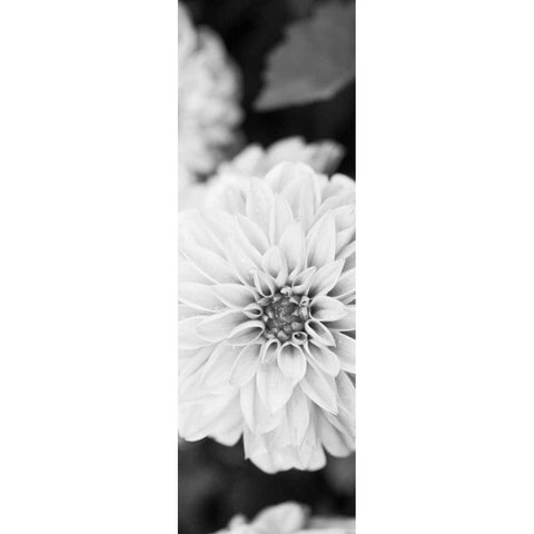 White Bloom II Gold Ornate Wood Framed Art Print with Double Matting by Bryant, Susan