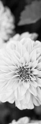 White Bloom II White Modern Wood Framed Art Print with Double Matting by Bryant, Susan