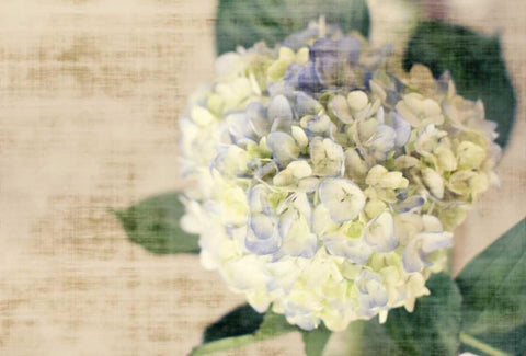 Hydrangeas II White Modern Wood Framed Art Print with Double Matting by Bryant, Susan