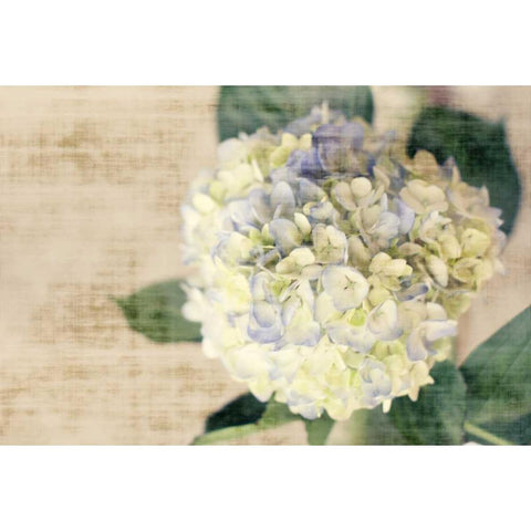 Hydrangeas II White Modern Wood Framed Art Print by Bryant, Susan