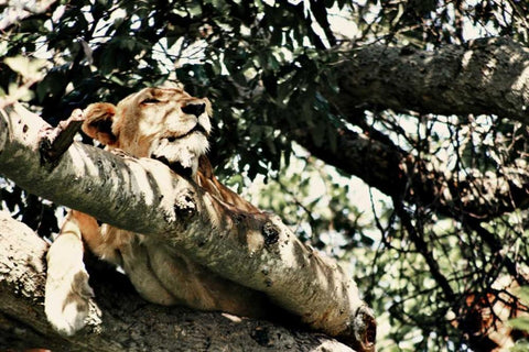 Lion Tree White Modern Wood Framed Art Print with Double Matting by Bryant, Susan