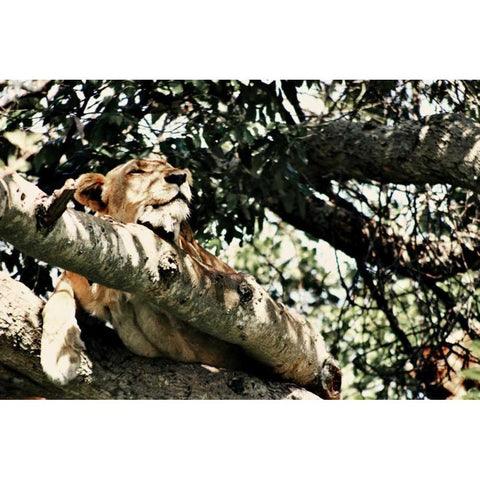 Lion Tree Black Modern Wood Framed Art Print by Bryant, Susan