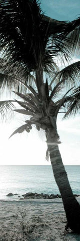 Cool Bimini Palm I White Modern Wood Framed Art Print with Double Matting by Bryant, Susan