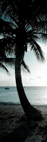 Cool Bimini Palm II Black Ornate Wood Framed Art Print with Double Matting by Bryant, Susan