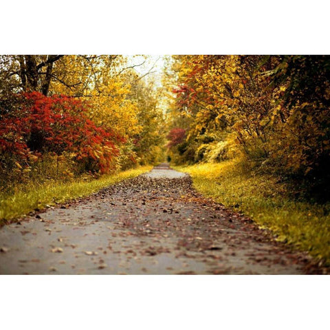 Quiet Autumn Path White Modern Wood Framed Art Print by Poynter, Kelly