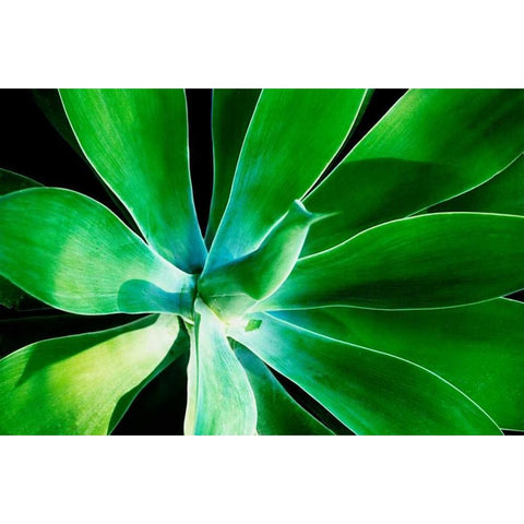 Green Intrigue Black Modern Wood Framed Art Print by Nawrocke, Bruce