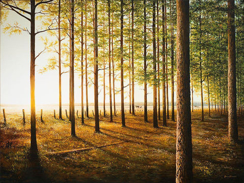 Sunrise In The Woods White Modern Wood Framed Art Print with Double Matting by Nawrocke, Bruce