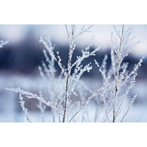 Flakes on Branches White Modern Wood Framed Art Print by Poynter, Kelly