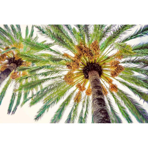 Chic Palms I White Modern Wood Framed Art Print by Acosta