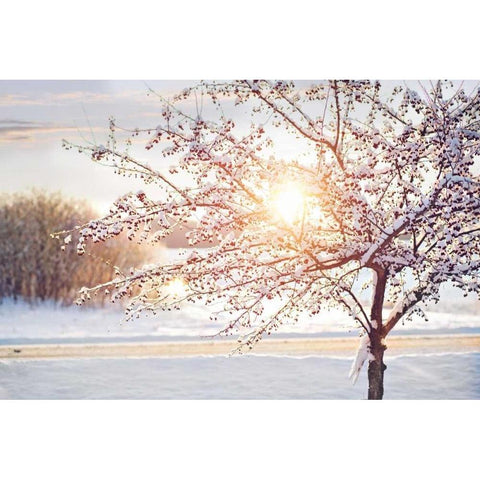 Winter Sunrise White Modern Wood Framed Art Print by Poynter, Kelly
