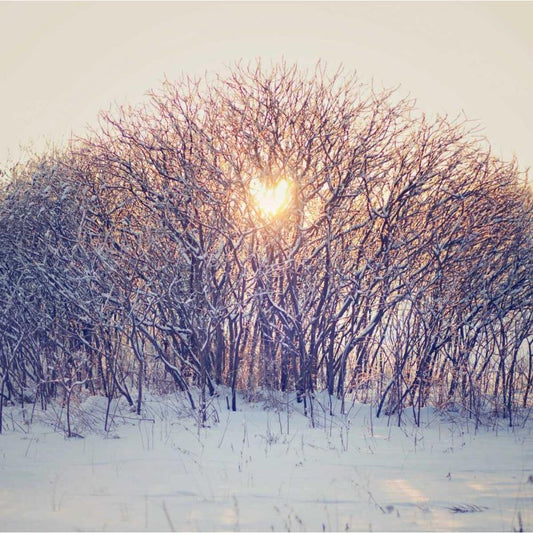 Image Only