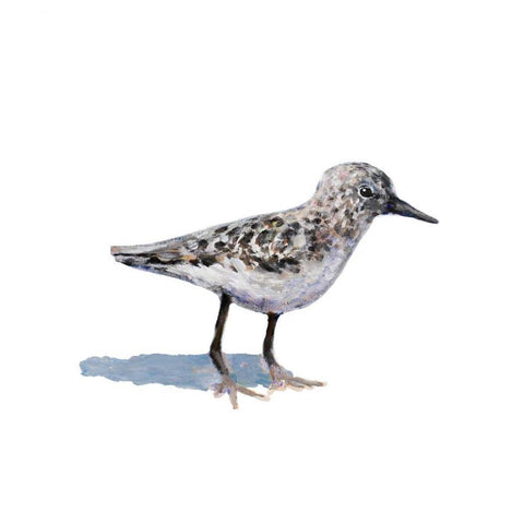 Sandpiper on White I Black Modern Wood Framed Art Print by Johnson, Walt