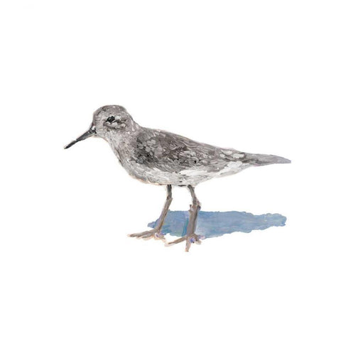 Sandpiper on White II Black Modern Wood Framed Art Print by Johnson, Walt