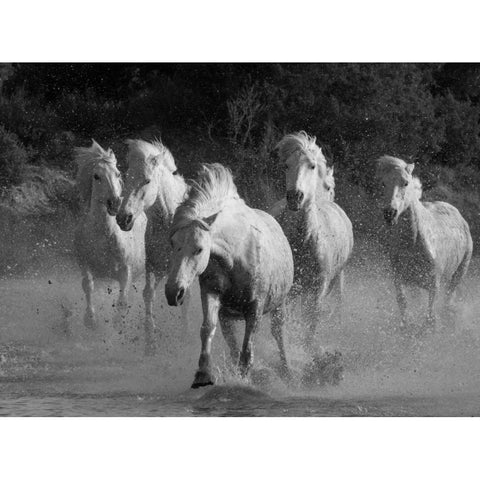 White Running Horses Border Black Modern Wood Framed Art Print with Double Matting by Walker, Carol