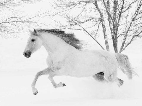 Running in the Snow White Modern Wood Framed Art Print with Double Matting by Walker, Carol