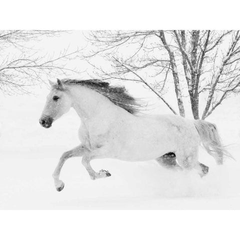 Running in the Snow Black Modern Wood Framed Art Print with Double Matting by Walker, Carol