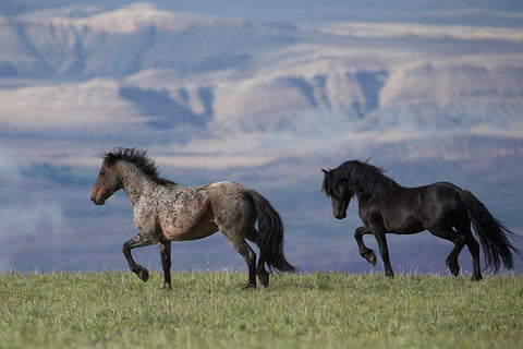 Horses In The Field With Mountains Black Ornate Wood Framed Art Print with Double Matting by Walker, Carol