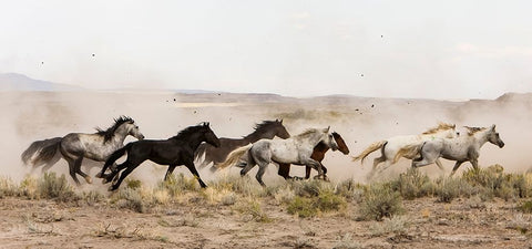 Horses On The Run White Modern Wood Framed Art Print with Double Matting by Walker, Carol