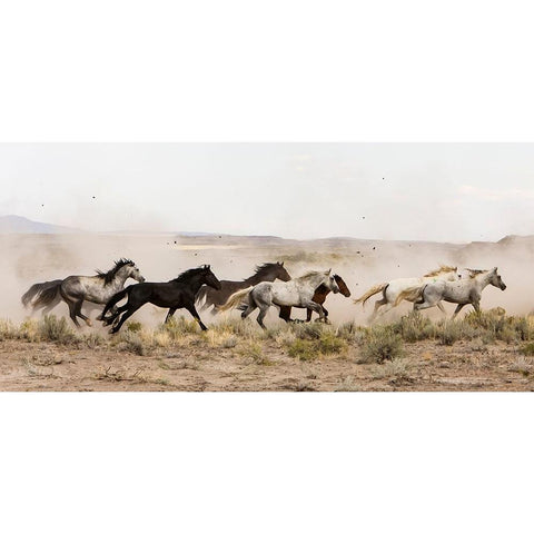 Horses On The Run White Modern Wood Framed Art Print by Walker, Carol