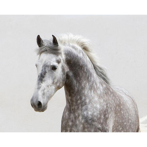 Grey Meadow Horse White Modern Wood Framed Art Print by Walker, Carol