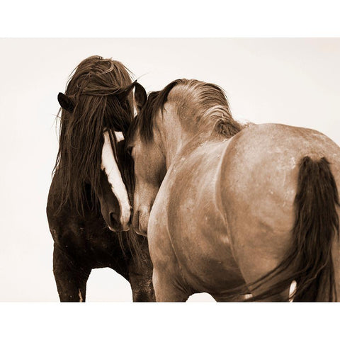 Horses Courting Black Modern Wood Framed Art Print with Double Matting by Walker, Carol