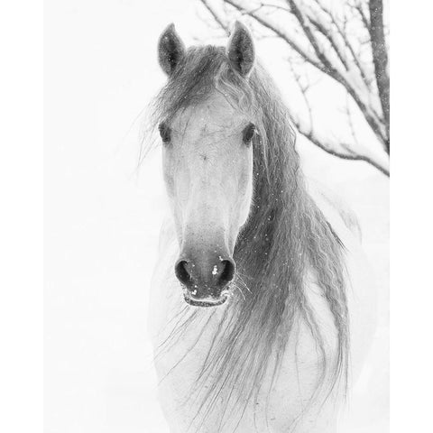 Facing Horse White Modern Wood Framed Art Print by Walker, Carol