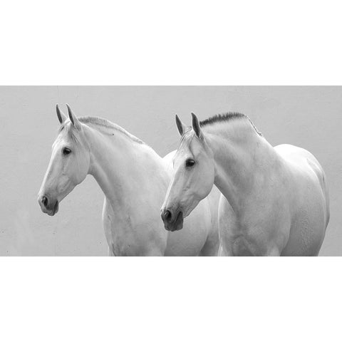 White Horses White Modern Wood Framed Art Print by Walker, Carol