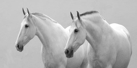 White Horses Black Ornate Wood Framed Art Print with Double Matting by Walker, Carol