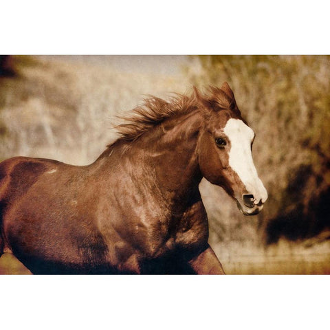 Running Horse Black Modern Wood Framed Art Print with Double Matting by Walker, Carol