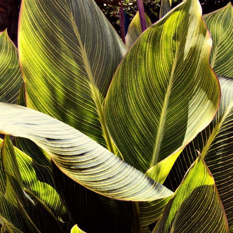 Plant Exploration I Black Modern Wood Framed Art Print by Navas, Emily
