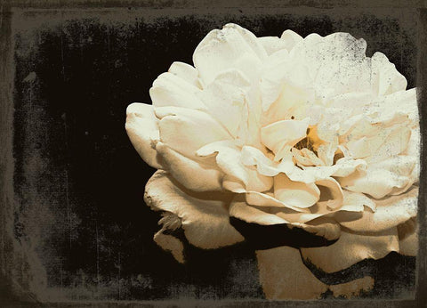 Blooming Elegance White Modern Wood Framed Art Print with Double Matting by Navas, Emily