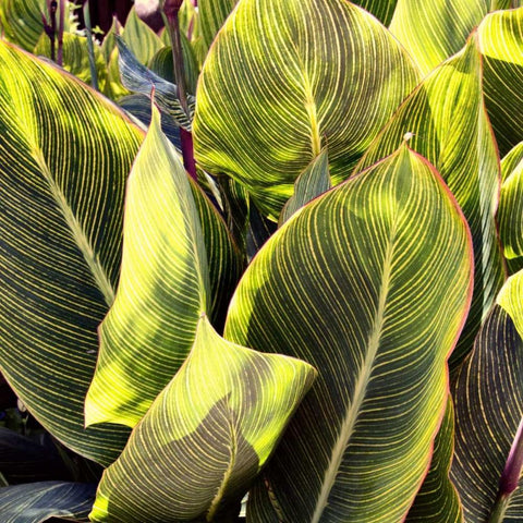 Plant Exploration II White Modern Wood Framed Art Print by Navas, Emily