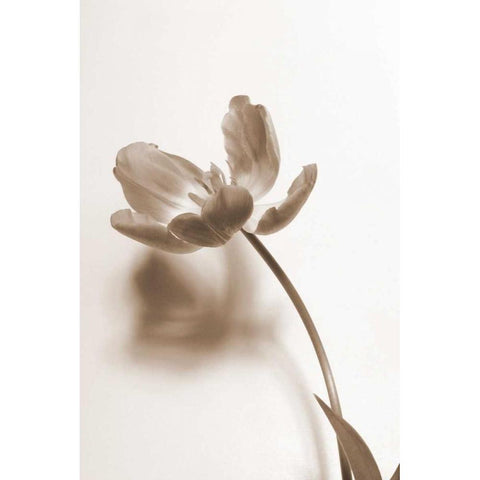 Delicate Floral I Black Modern Wood Framed Art Print with Double Matting by Peck, Gail