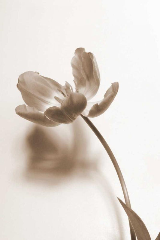 Image Only