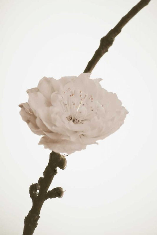 Image Only