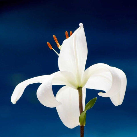 Lily On Blue White Modern Wood Framed Art Print by Peck, Gail