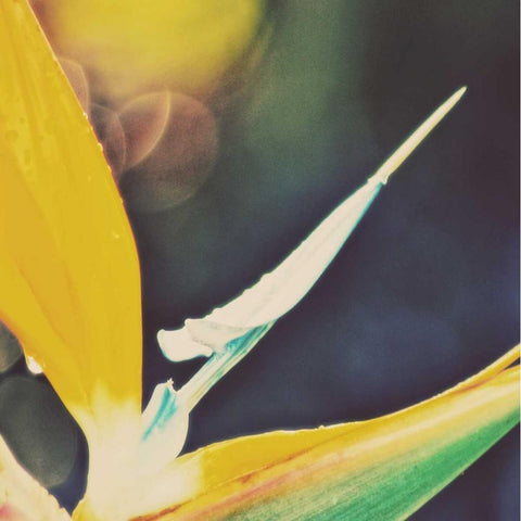 Tropical Floral I Black Modern Wood Framed Art Print with Double Matting by Peck, Gail