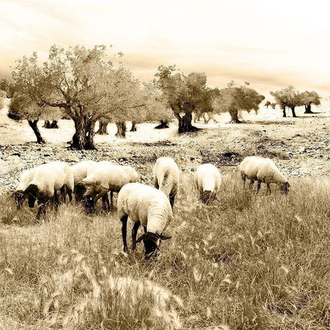 Out In The Fields White Modern Wood Framed Art Print by Mabat, Ynon
