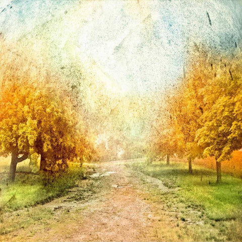 Oak Path White Modern Wood Framed Art Print by Mabat, Ynon