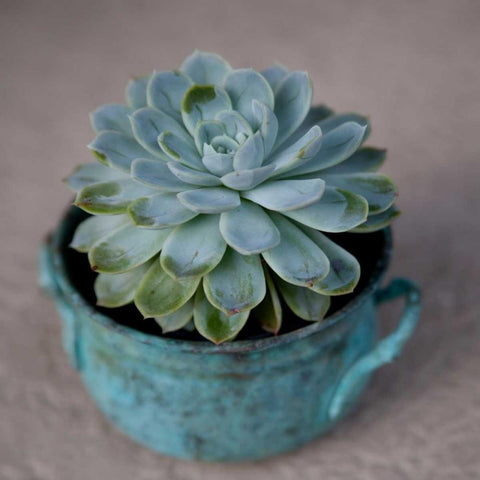 The Little Succulent Black Modern Wood Framed Art Print by Bryant, Susan